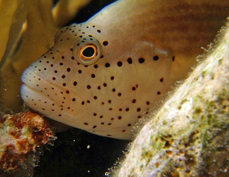 Speckled hawkfish always has red freckles